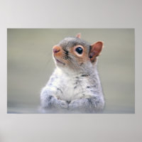 Niedliches, weiches und flauschiges, graues Eichhö