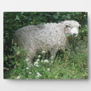 Niedliches weißes Faulpelz Fotoplatte