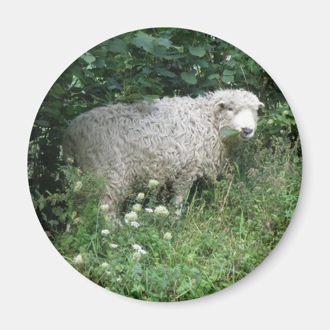 Niedliches Weißes Fieberschaf Magnet (Vorne)