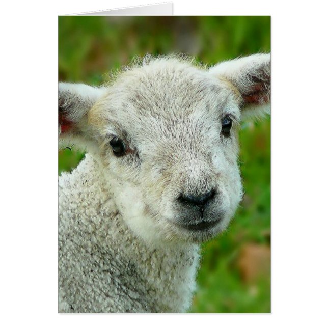 Niedliches weißes Lamm (Vorne)