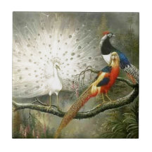 Niedliches weißes Pfaupaar-Fasan partying