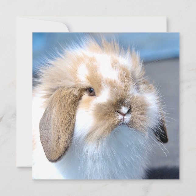 Niedliches weißes und braunes Kaninchen aus Flande (Vorderseite)