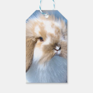 Niedliches weißes und braunes Kaninchen aus Flande Geschenkanhänger