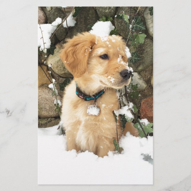 Niedliches Welpe-Foto (Vorderseite)