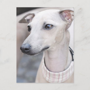 Niedliches Whippet Postkarte