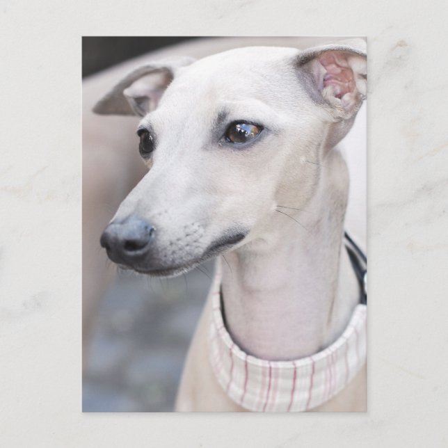 Niedliches Whippet Postkarte (Vorderseite)