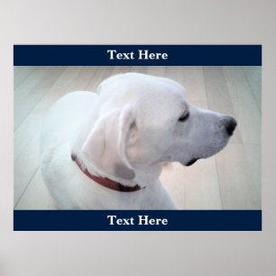 Niedliches White Labrador Retriever Mix Dog Profil Poster
