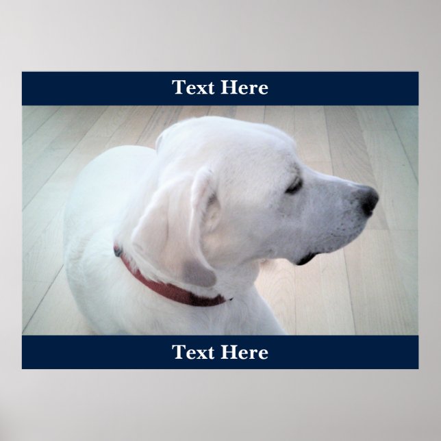 Niedliches White Labrador Retriever Mix Dog Profil Poster (Vorne)
