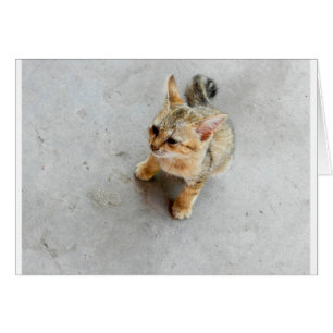 Niedliches Wildkatzen