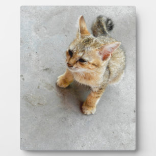 Niedliches Wildkatzen Fotoplatte