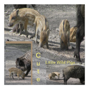 Niedliches Wildschwein-Quadrat-Poster Poster