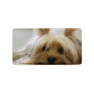 Niedliches Yorkie Adressaufkleber