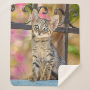 Niedliches Young Tabby Kitten mit blauen Augen in  Sherpadecke