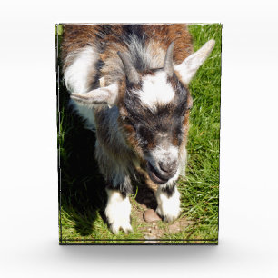 NIEDLICHES ZIEL FOTOBLOCK