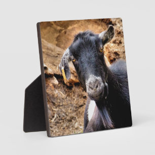 NIEDLICHES ZIEL FOTOPLATTE