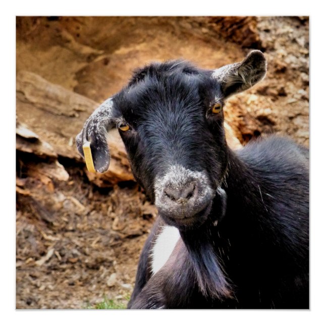 NIEDLICHES ZIEL POSTER (Vorderseite)