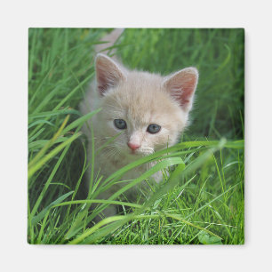 Niedlichkeit Magnet