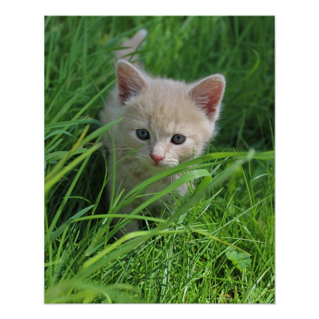 Niedlichkeit Poster (Vorderseite)