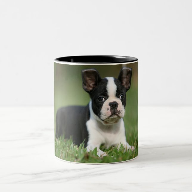 Niedlichste Boston-Terrier-Foto-Tasse Zweifarbige Tasse (Mittel)
