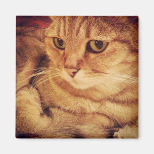 Niedlichste Katze Magnet