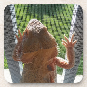 Niedlichster bärtiger Drache-Foto-Druck Getränkeuntersetzer