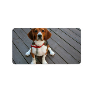 Niedlichster Beagle-Hund überhaupt Adressaufkleber