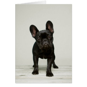 Niedlichster französische Bulldoggen-Welpe