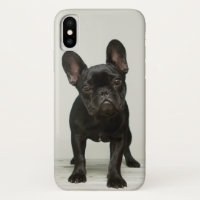 Niedlichster französische Bulldoggen-Welpe