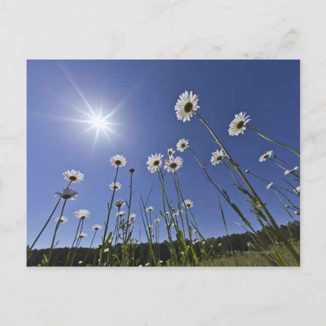 Niedrige Winkelansicht mit dunklen Blume und Sonne Postkarte (Vorderseite)