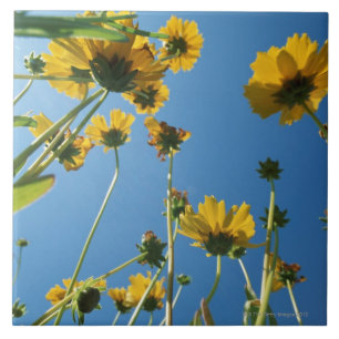 Niedrige Winkelsicht der Sonnenblumen Fliese
