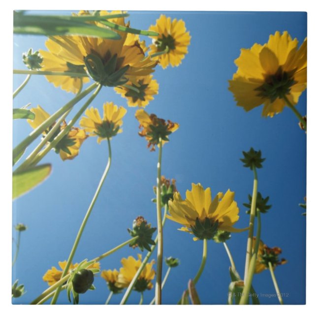 Niedrige Winkelsicht der Sonnenblumen Fliese (Vorderseite)
