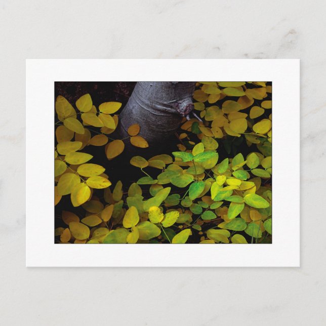 "Niedrigster Leaf" Postkarte (Vorderseite)