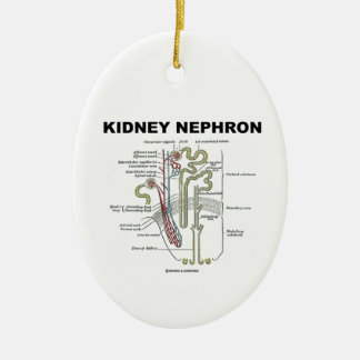 Niere Nephron (die Anatomie-Lehrbuch des Graus) Keramikornament