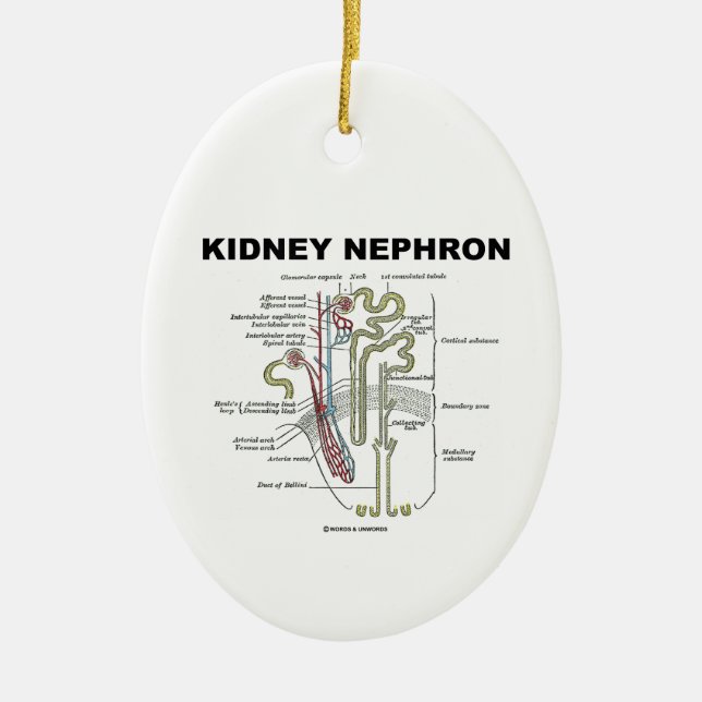 Niere Nephron (die Anatomie-Lehrbuch des Graus) Keramikornament (Vorne)