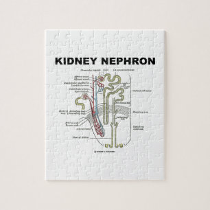 Niere Nephron (die Anatomie-Lehrbuch des Graus) Puzzle