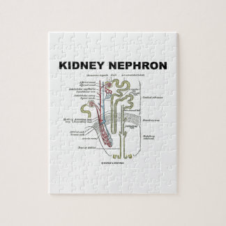 Niere Nephron (die Anatomie-Lehrbuch des Graus) Puzzle