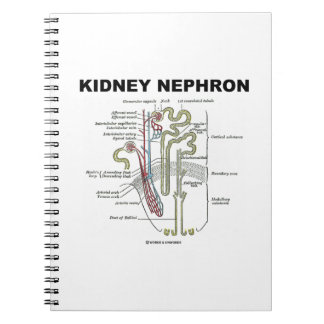 Niere Nephron (Gray's Anatomy Lehrbuch) Notizblock