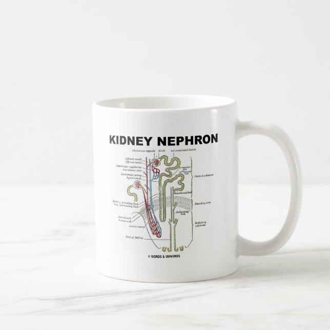 Niere Nephron Kaffeetasse (Rechts)
