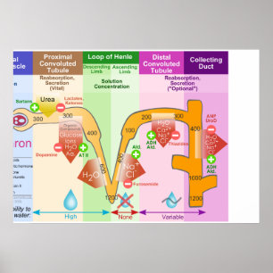 Niere Nephron molares Transport-Diagramm Poster