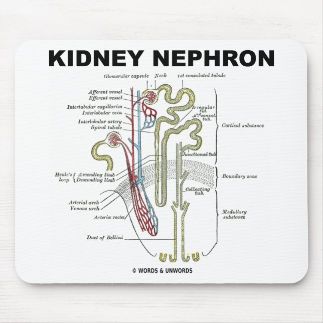 Niere Nephron Mousepad (Vorne)