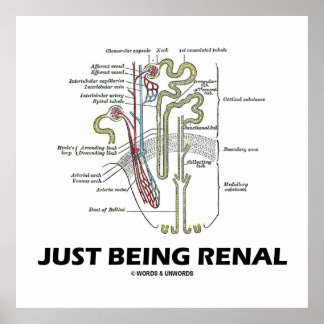 Nierenfunktion (Niere Nephron Nieren-Spaß) Poster