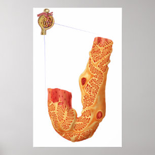 Nierenkorpuskel und Filtrationsmembran Poster