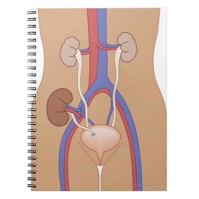 Nierentransplantation Notizblock (Vorderseite)