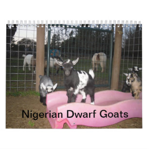 Nigeria-Zwergziegenkalender Kalender