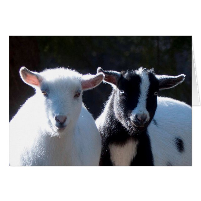 Nigerian Dwarf Goats (Vorderseite (Horizontal))
