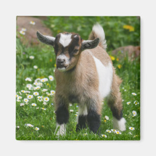 Nigerianische Zwerge Milchziege Kind in Blume Magnet