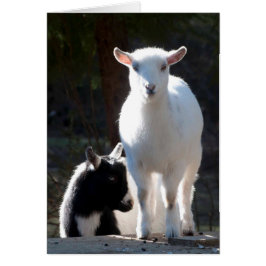 Nigerianische Zwergziegen am Picnic Table