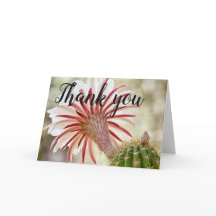 Night Bloomer Kaktus Blume danke