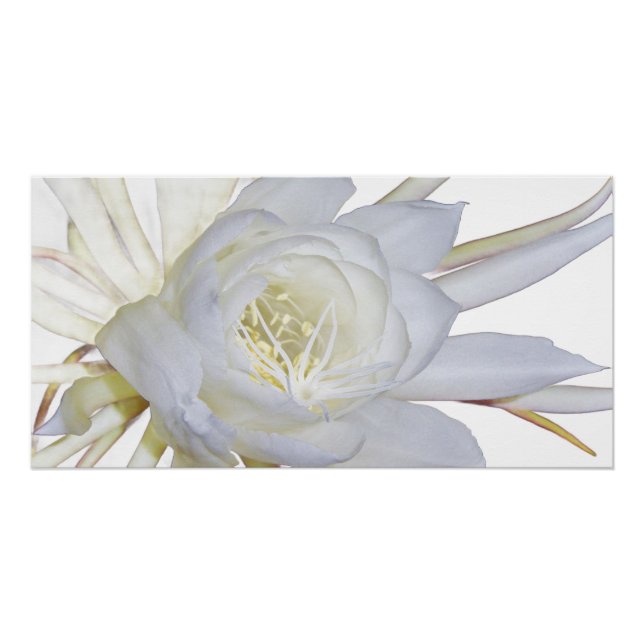 Night Blooming Staghorn Fern Poster (Vorderseite)