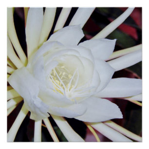 Night Blooming Staghorn Fern Poster